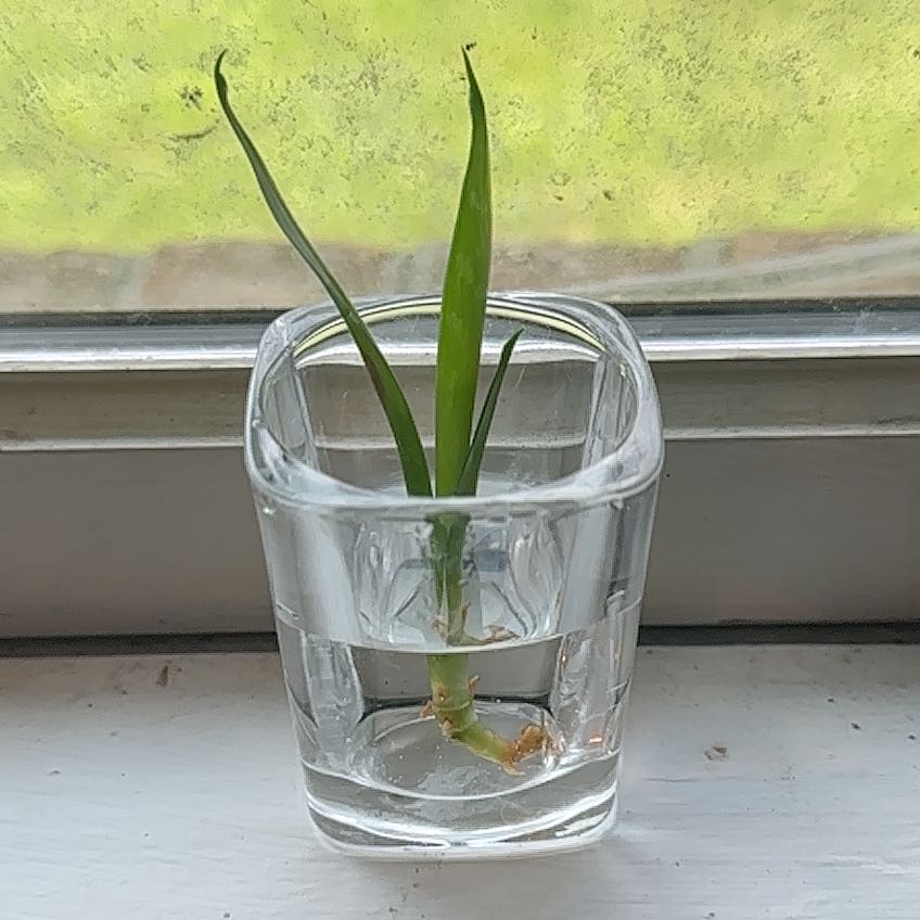 Photo of the plant species Sansevieria Black Dragon by @SportSalad named Coco on Greg, the plant care app