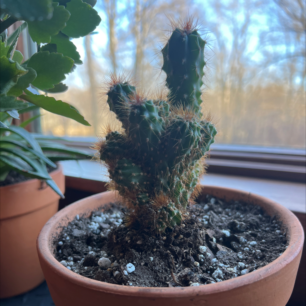 Scarlet Hedgehog Cactus in a pot near a window, with visible soil and no signs of distress.