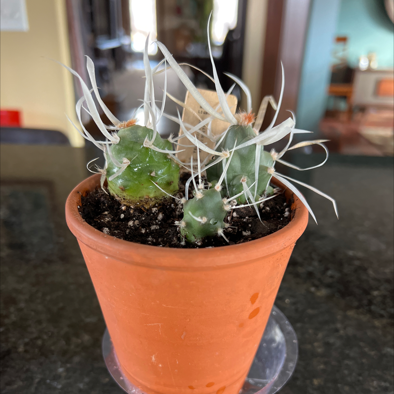 Paper Spine Cactus in a terracotta pot with prominent white spines.