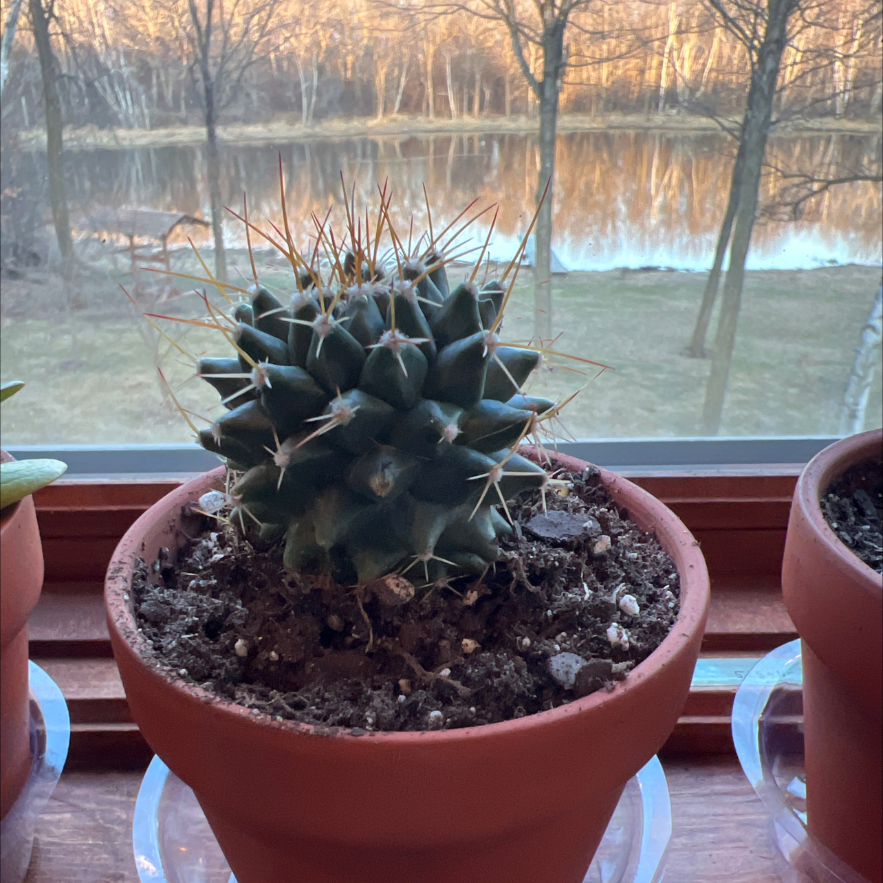Potted Mammillaria Melanocentra cactus on a windowsill with a scenic lake view in the background.