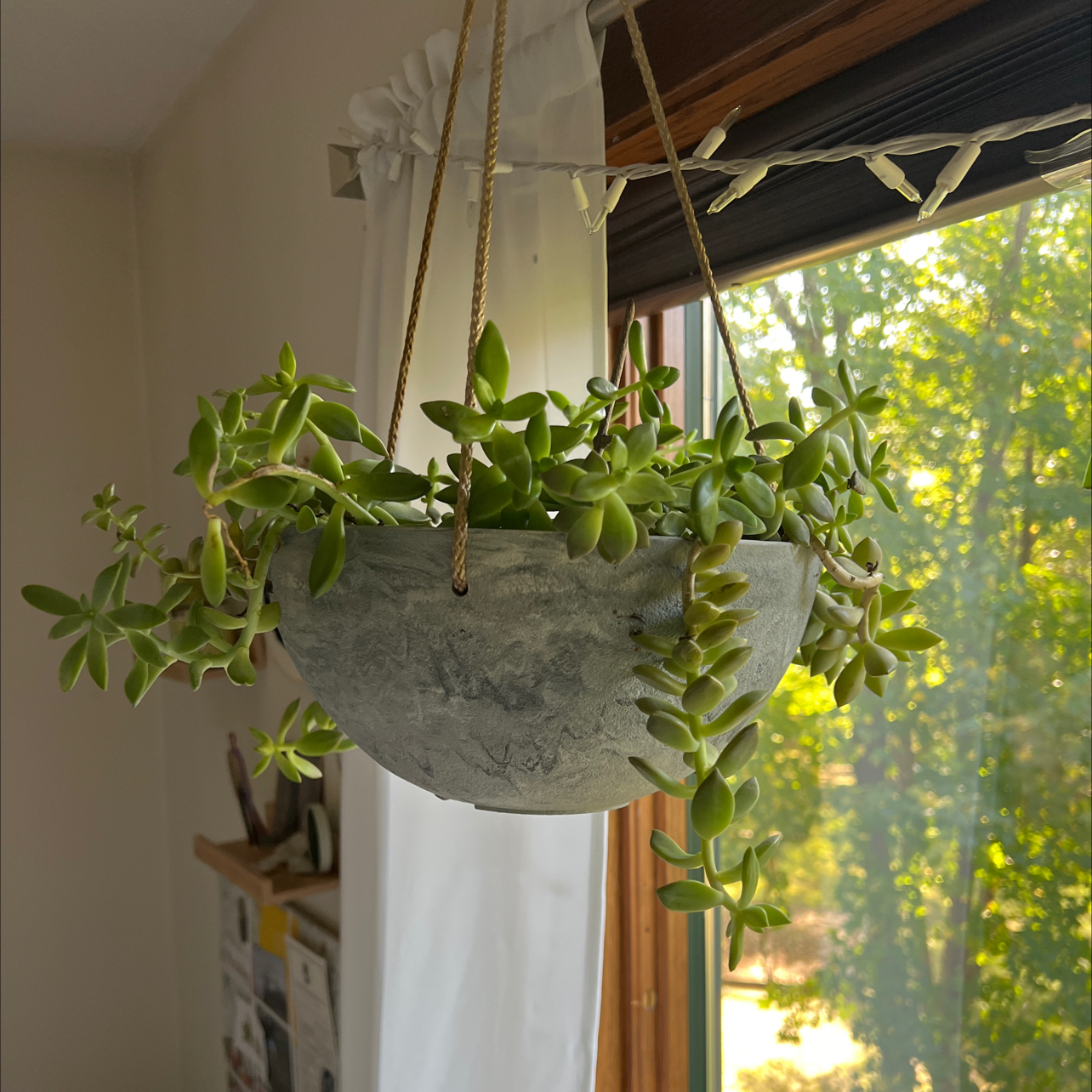 Photo of the plant species Sedeveria 'Spring Jade' by @EstheticChosmo named Lemony Snicket on Greg, the plant care app