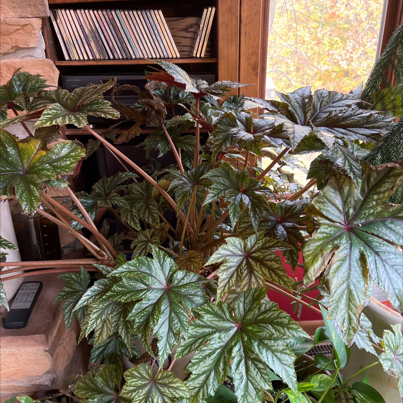Begonia 'Gryphon' plant with large, glossy green leaves indoors near a window.