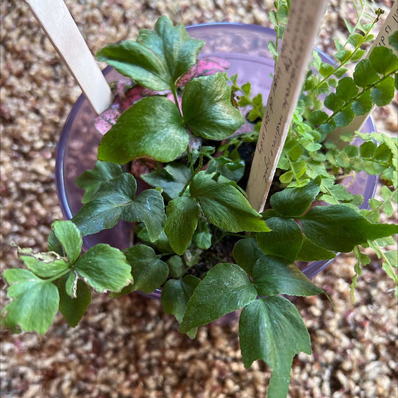 House Holly-Fern in a pot with vibrant green leaves, no visible soil.