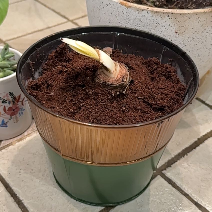 Potted Hippeastrum 'Red Lion' bulb planted in soil, appears healthy.