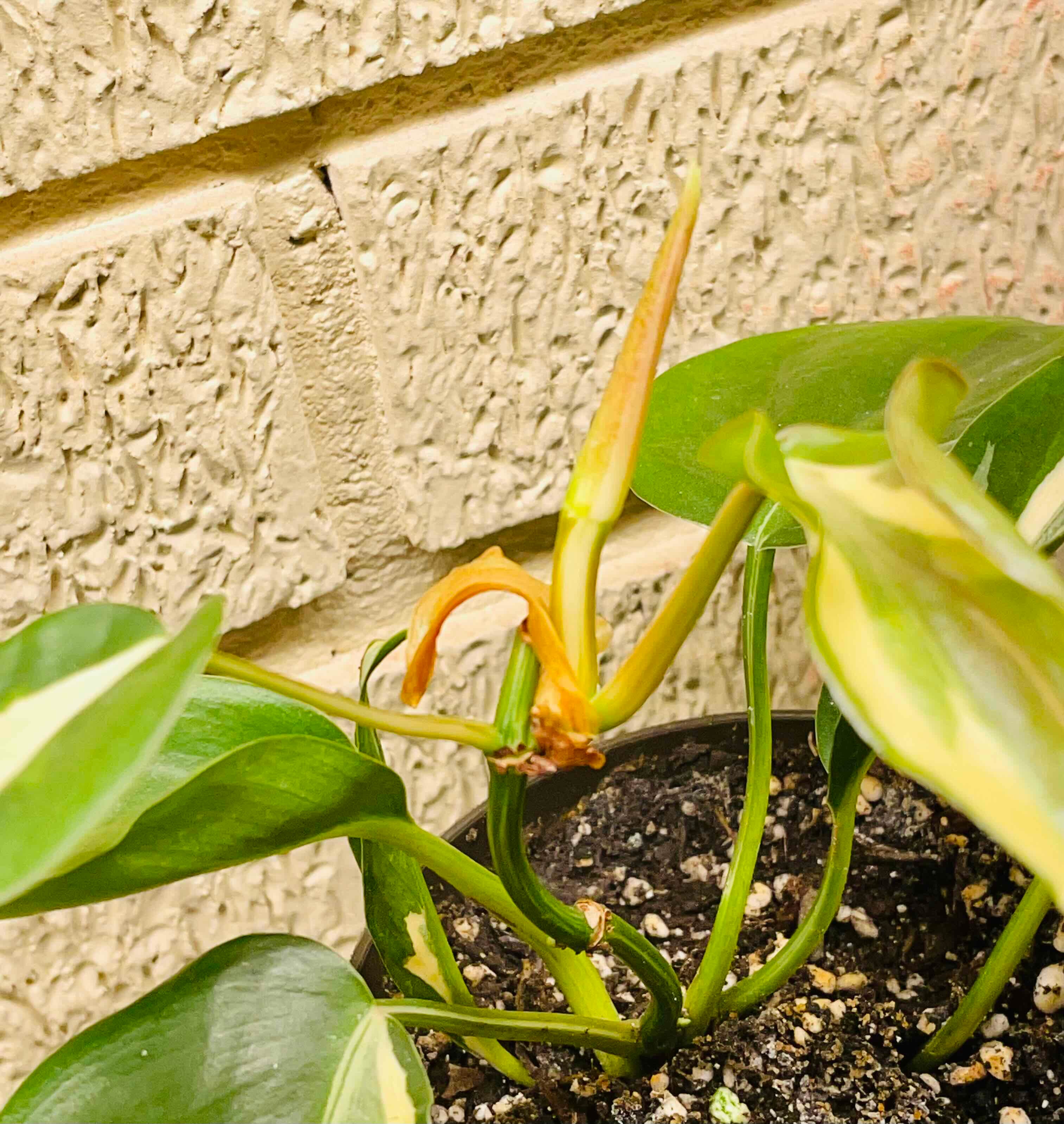 Plant care for Bat-like Stelis on Greg, the plant care app