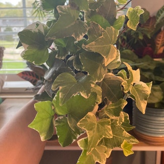 English Ivy plant in Erlanger, Kentucky