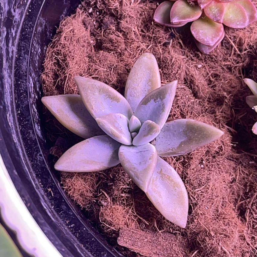 Photo of the plant species Peach by @MommaNature named Graptopetalum peach on Greg, the plant care app