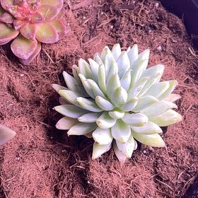Photo of the plant species Sedeveria 'Fanfare' by @MommaNature named Sedeveria fanfare on Greg, the plant care app