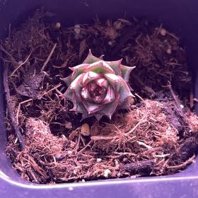 Photo of the plant species Echeveria 'Fabiola' by @MommaNature named Fabiola on Greg, the plant care app