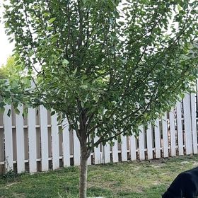 Photo of the plant species Common Pear by @BreV named Pears on Greg, the plant care app