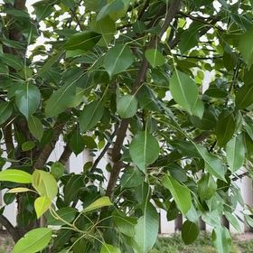 Photo of the plant species Common Pear by @BreV named Figyonce on Greg, the plant care app