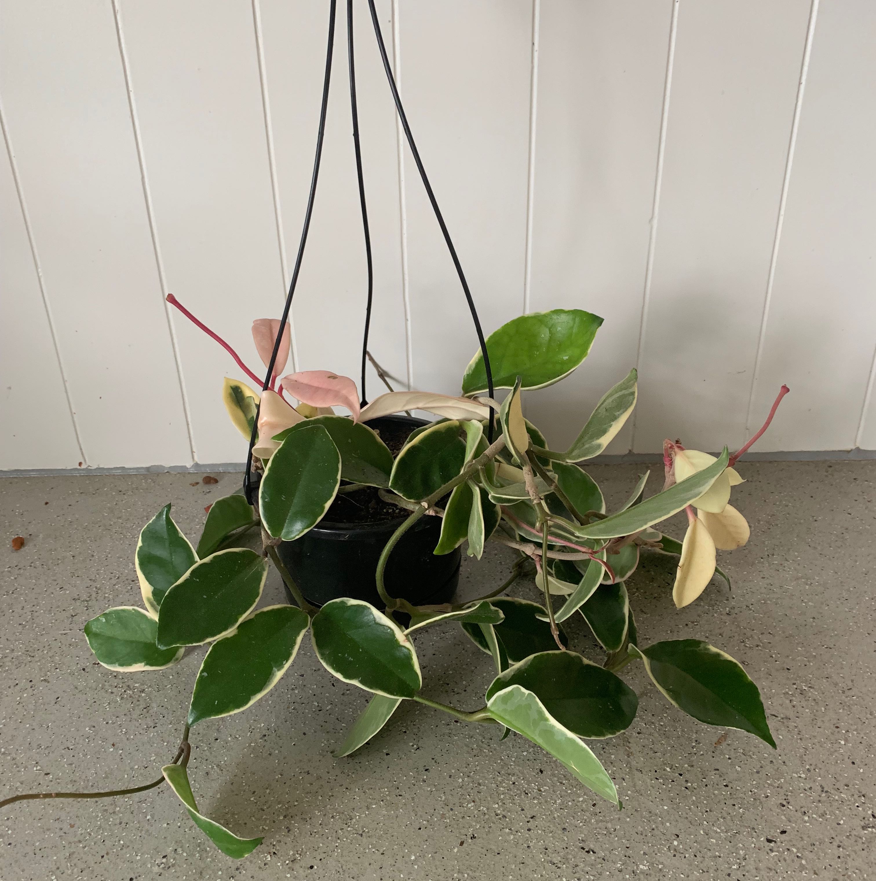 Photo of the plant species Wax plant by @MissGreenfinger named Queenie on Greg, the plant care app