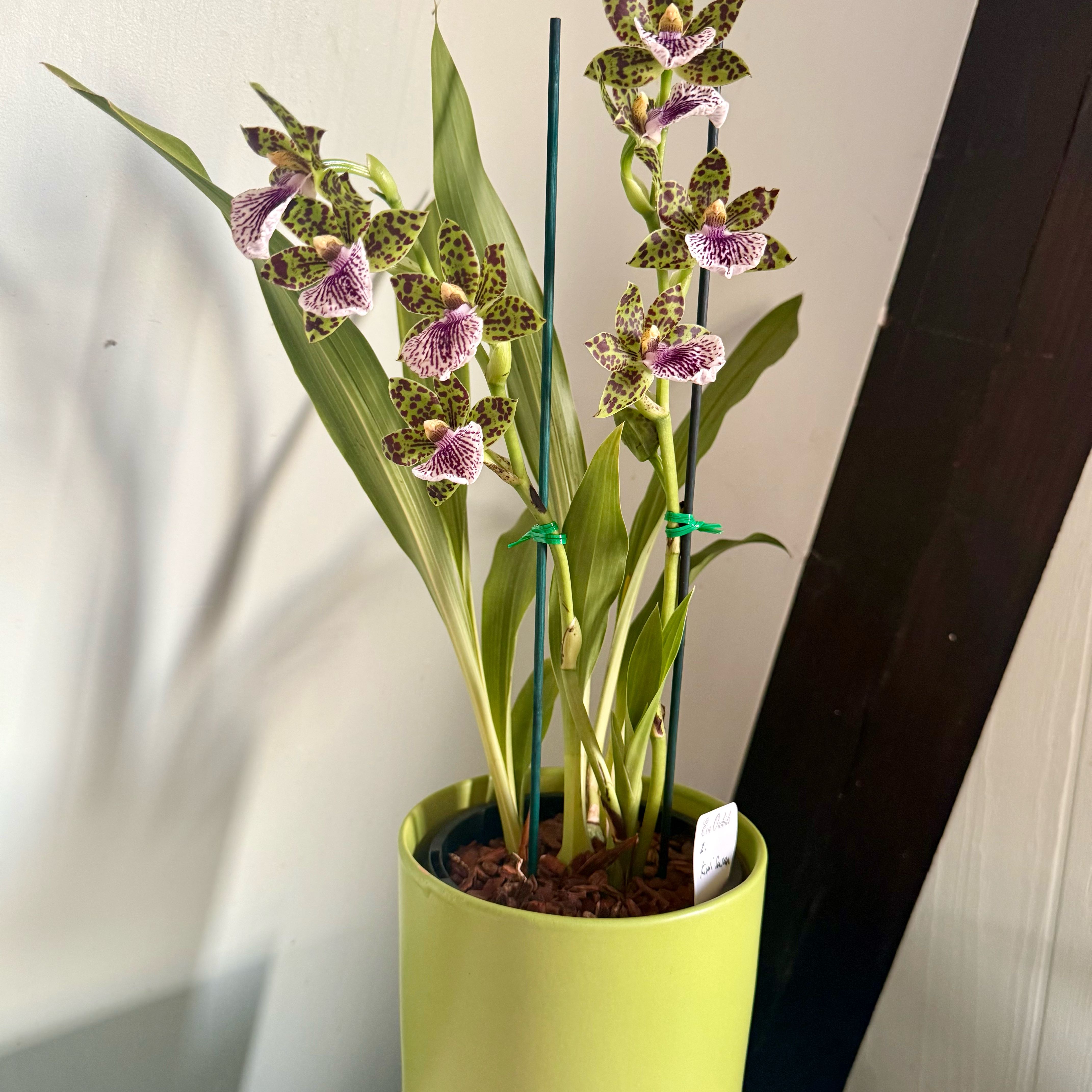 Photo of the plant species Finlayson's Cymbidium by @MissGreenfinger named Gojo on Greg, the plant care app