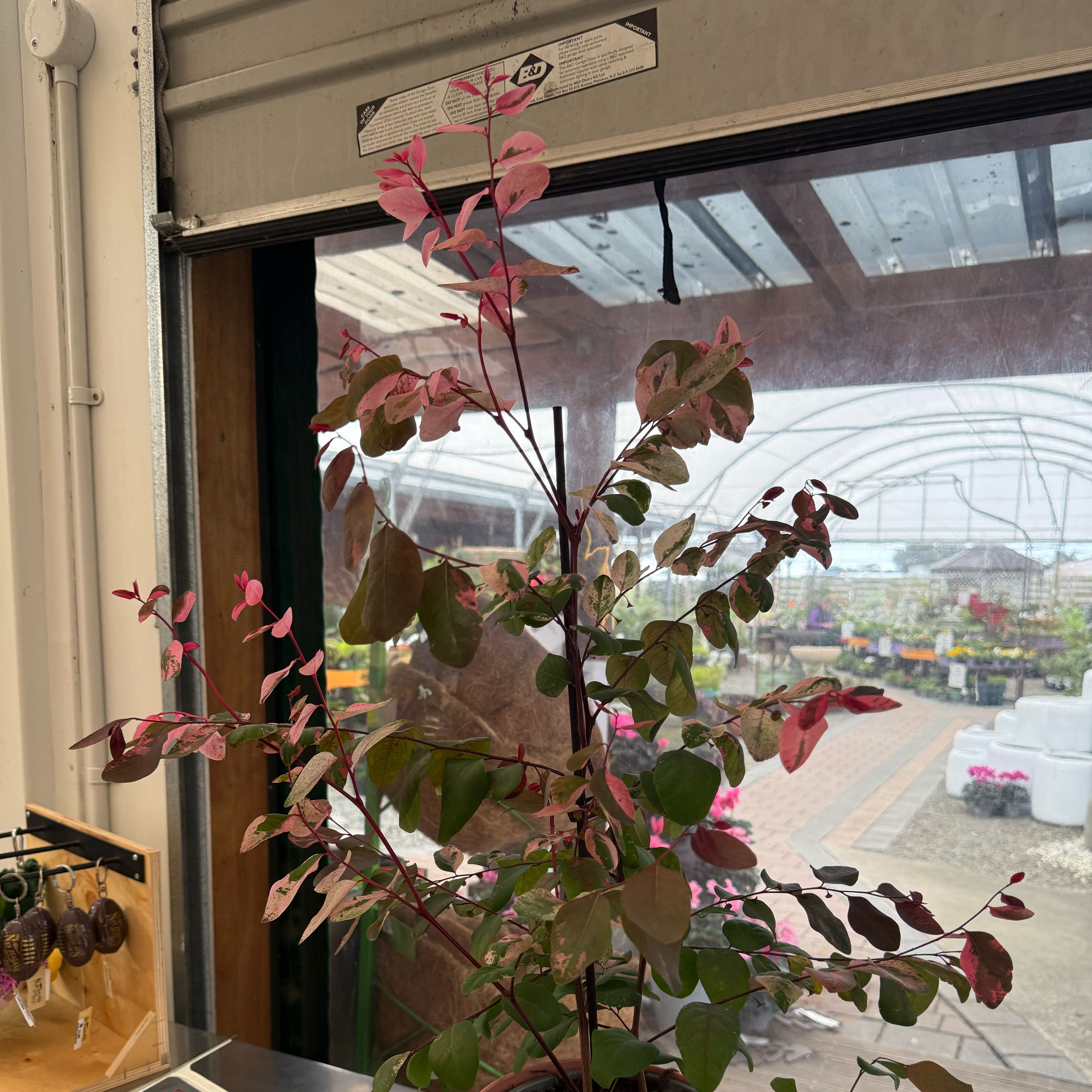 Photo of the plant species Brenia Snowbush by @MissGreenfinger named Pinku on Greg, the plant care app