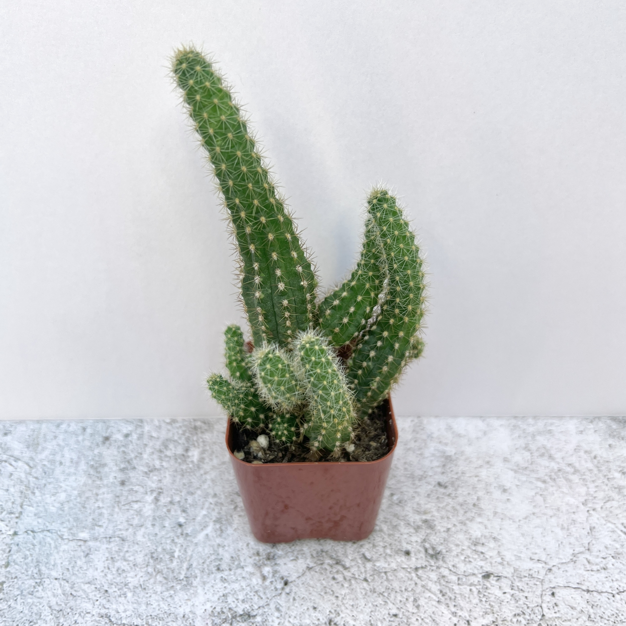 Peanut Cactus in a small pot, healthy and well-framed.