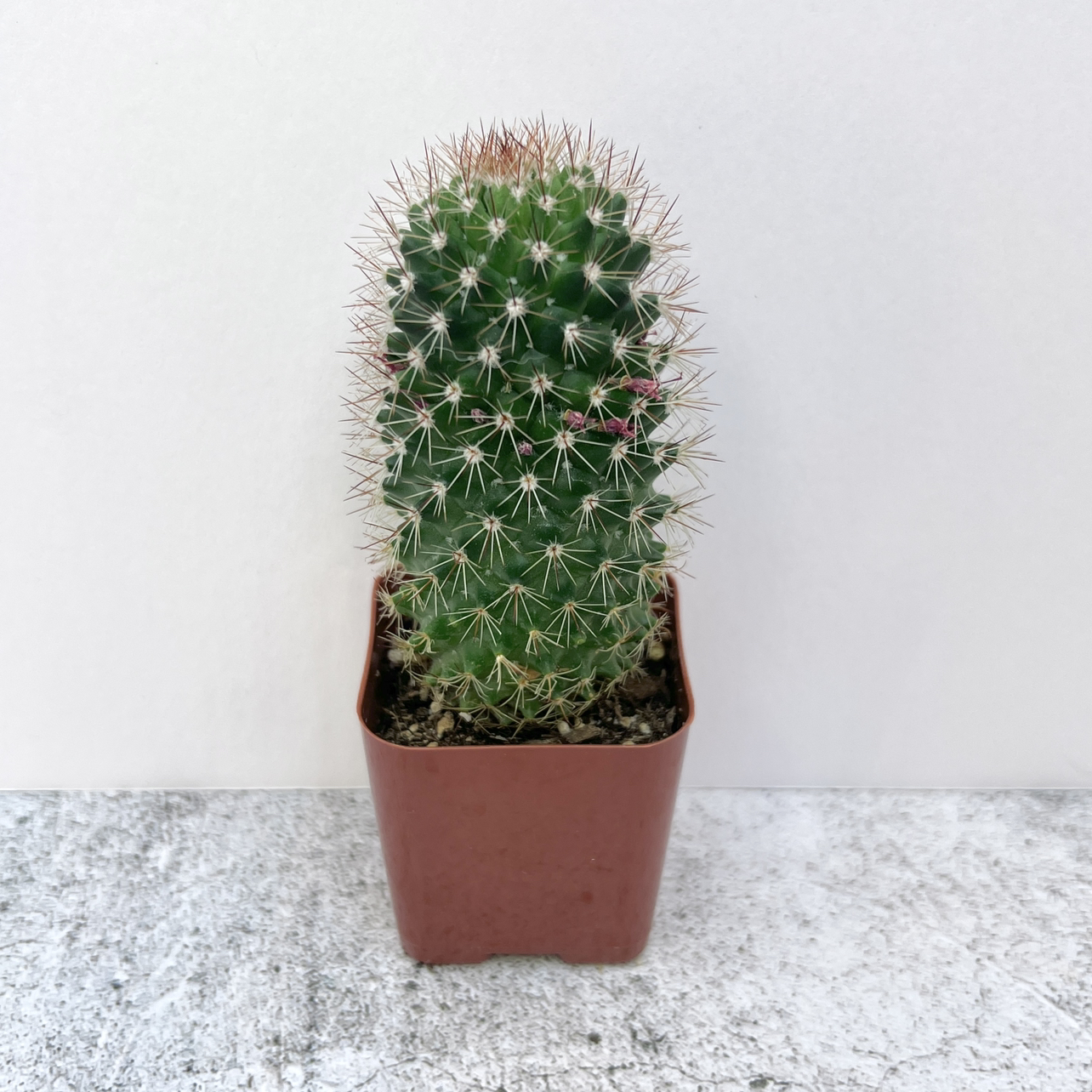 Spiny Pincushion Cactus in a small brown pot against a plain background.