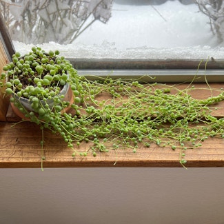 String of Pearls plant in Reno, Nevada