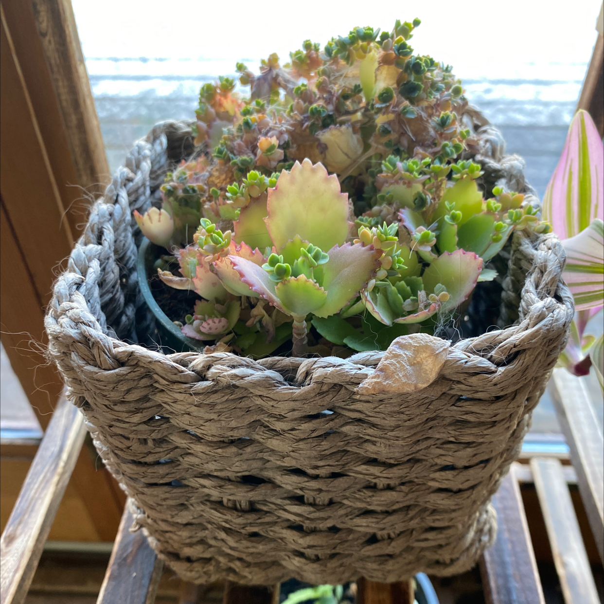 Healthy, vibrant green Kalanchoe pinnata succulent plant with pink and red accents in a decorative woven planter.