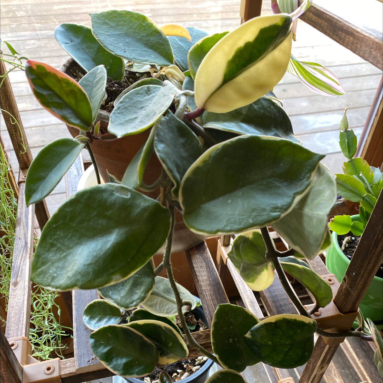 Hoya Carnosa Tricolor plant with variegated leaves in a pot on a wooden shelf.