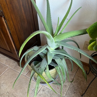 Aloe vera plant in Reno, Nevada