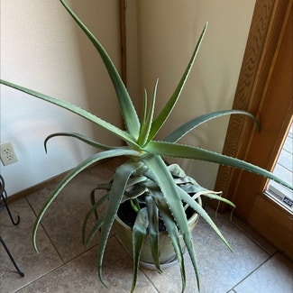 Aloe Vera plant in Reno, Nevada