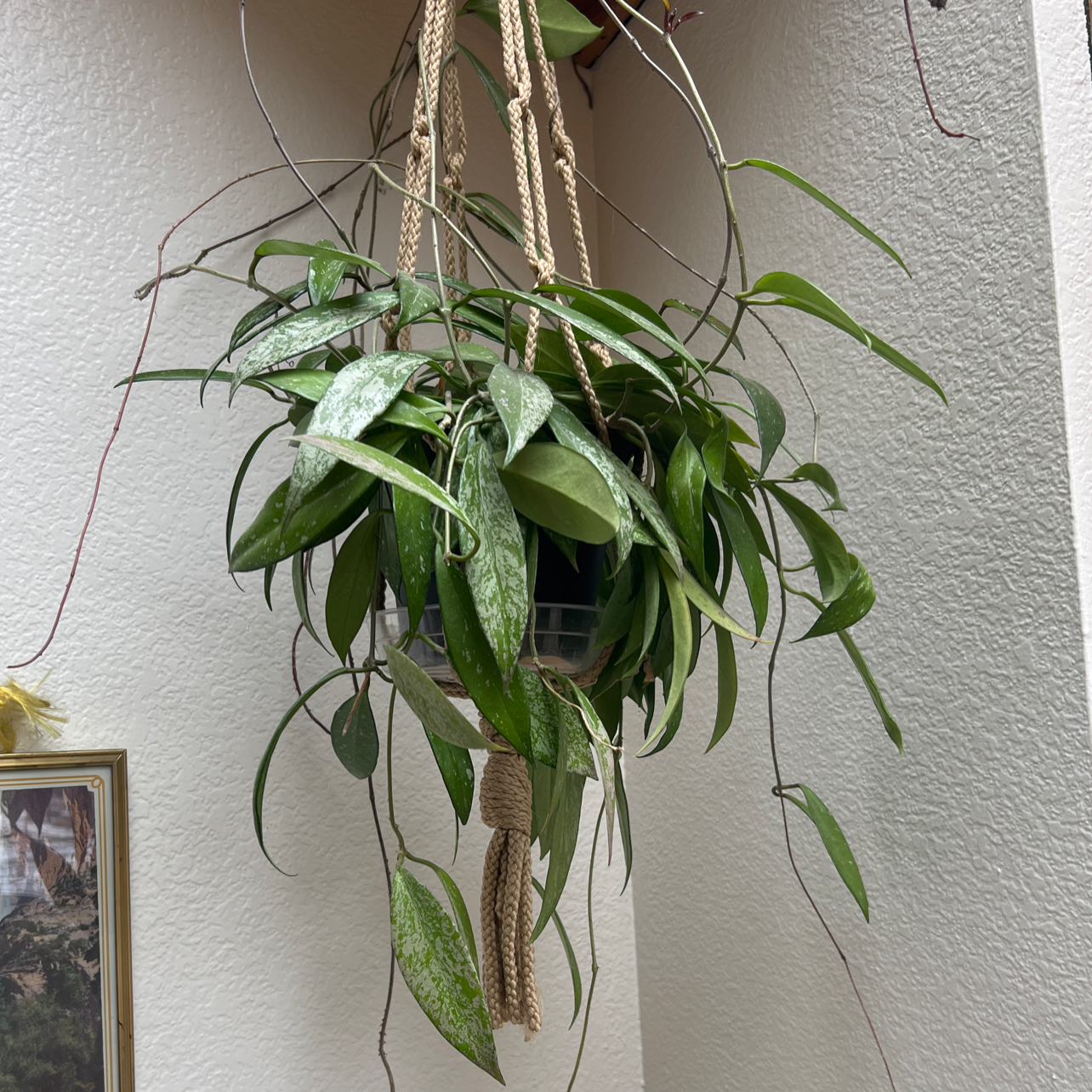 Hanging Hoya Pubicalyx plant with elongated green leaves and speckled pattern.