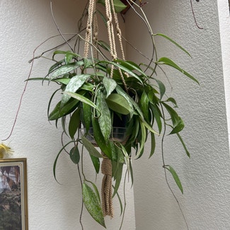 Hoya Pubicalyx plant in Reno, Nevada