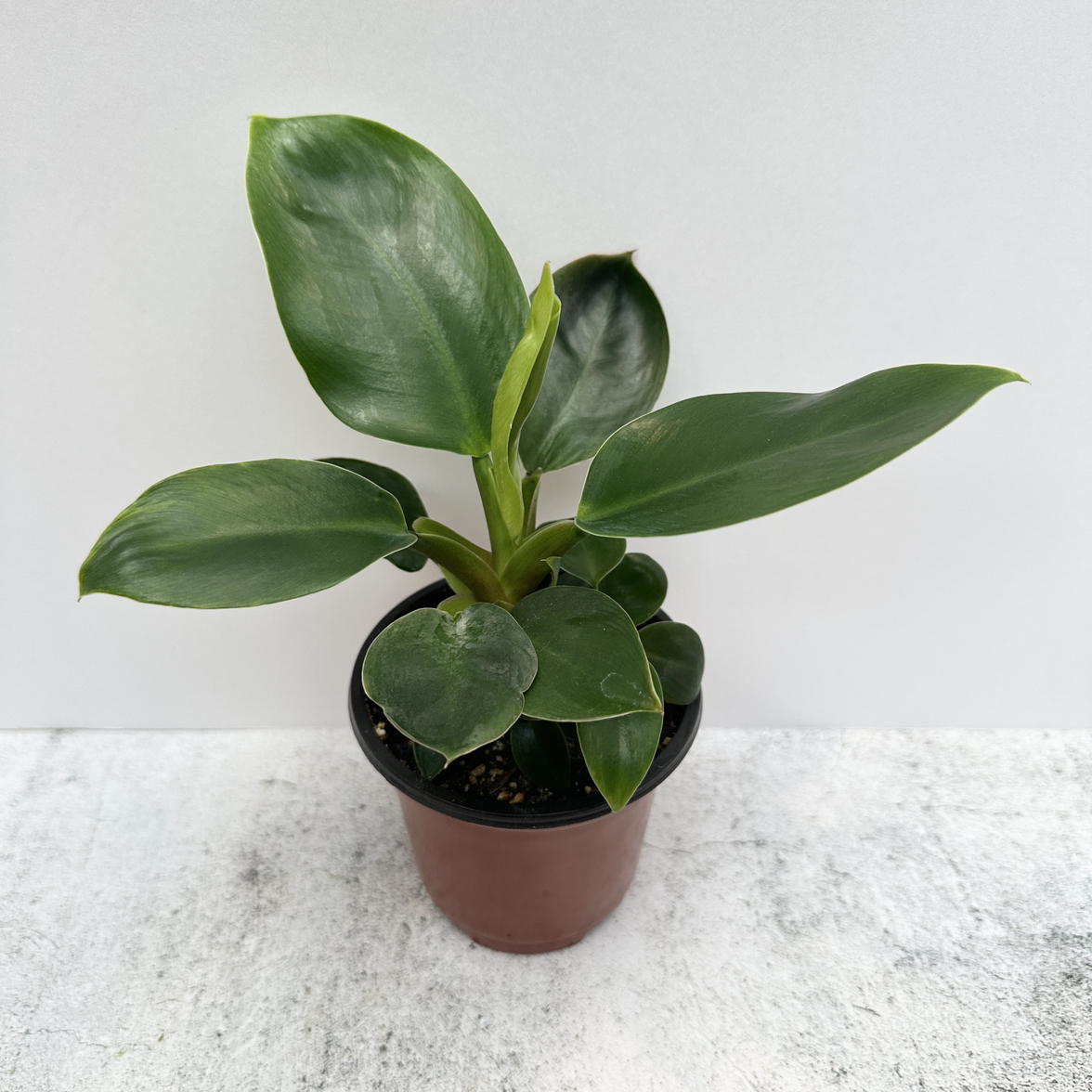 Philodendron 'Imperial Green' plant in a small pot with vibrant green leaves.