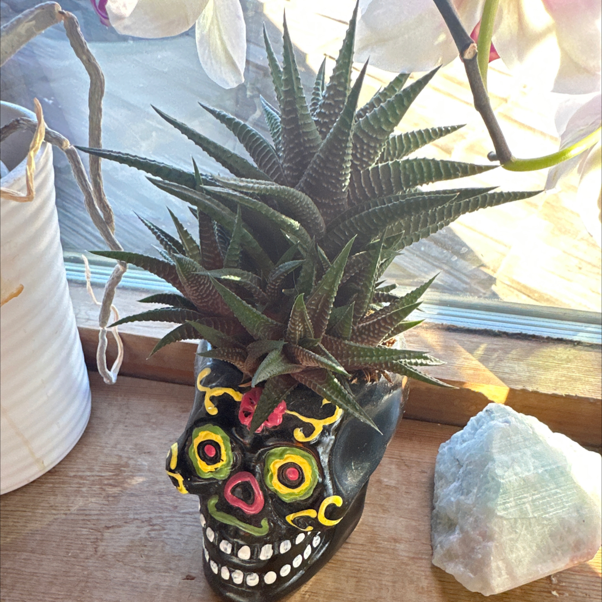 Haworthia attenuata 'Enon' plant in a decorative skull-shaped pot, appears healthy.