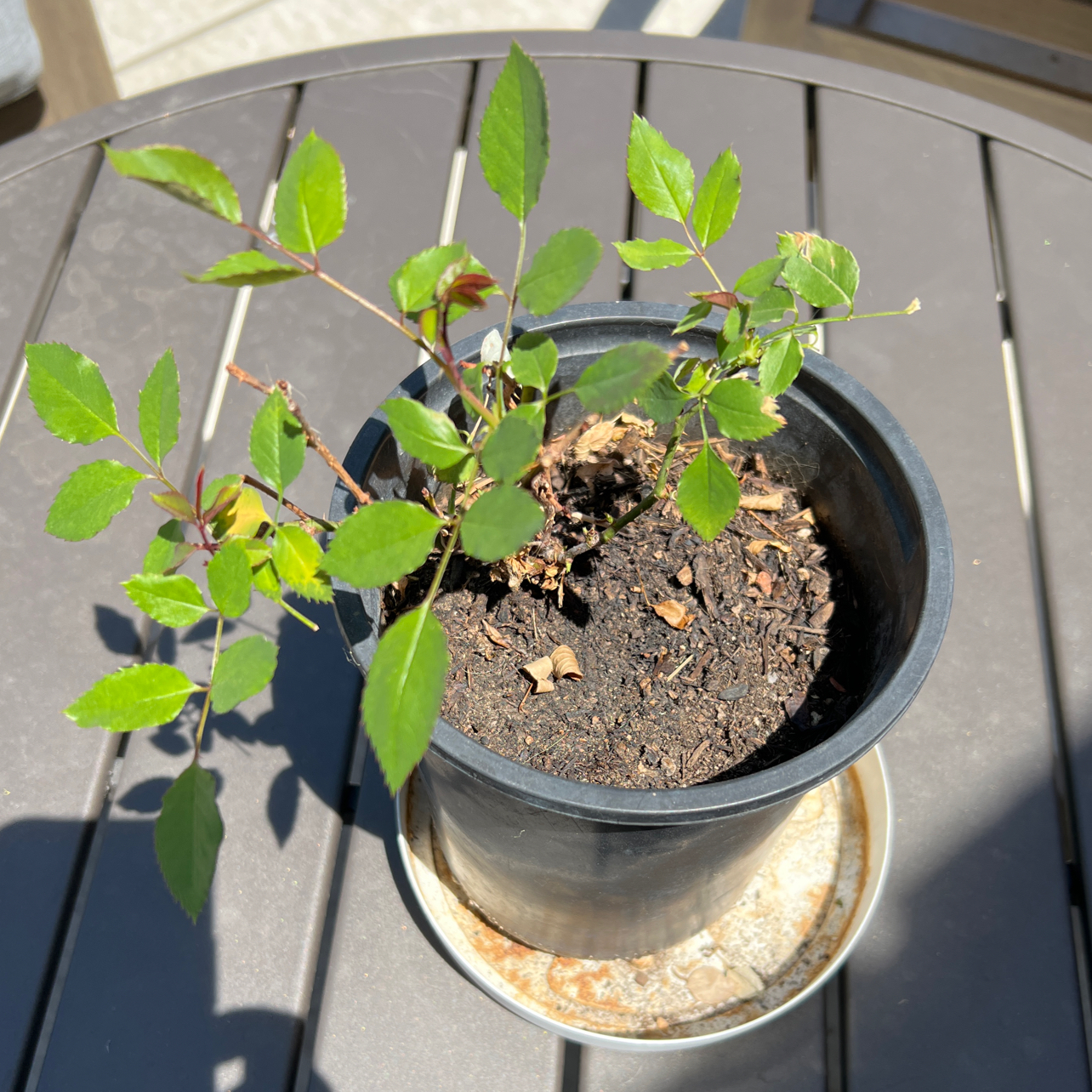Potted Parade Rose plant with green leaves on a table, soil visible.