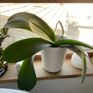 Phalaenopsis Orchid plant in Reno, Nevada