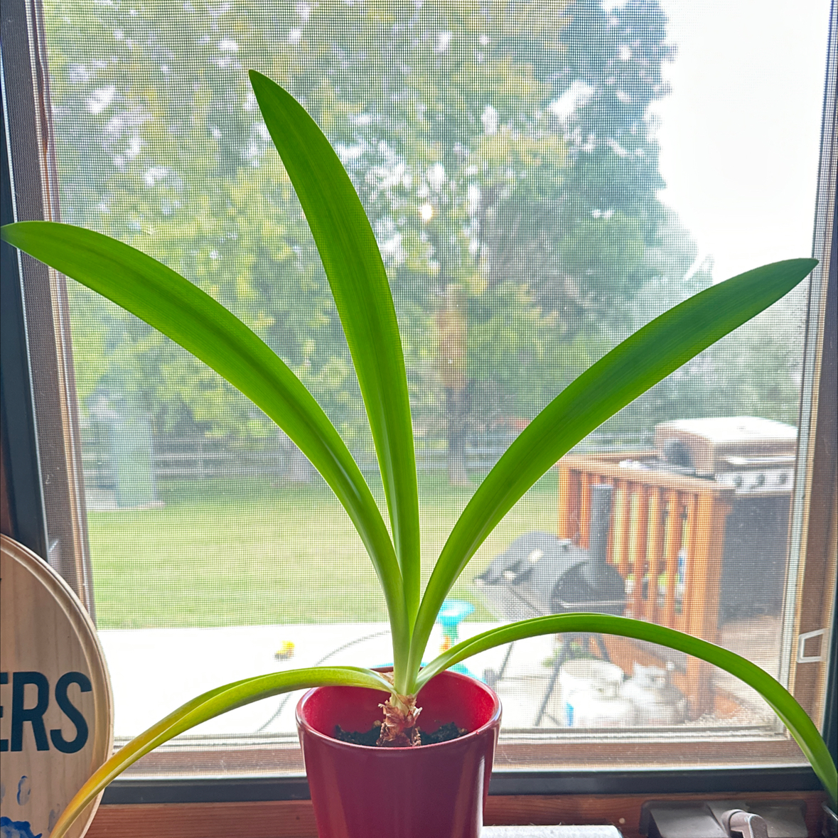 Striped-Tubed Amaryllis plant with long green leaves in a red pot on a windowsill.