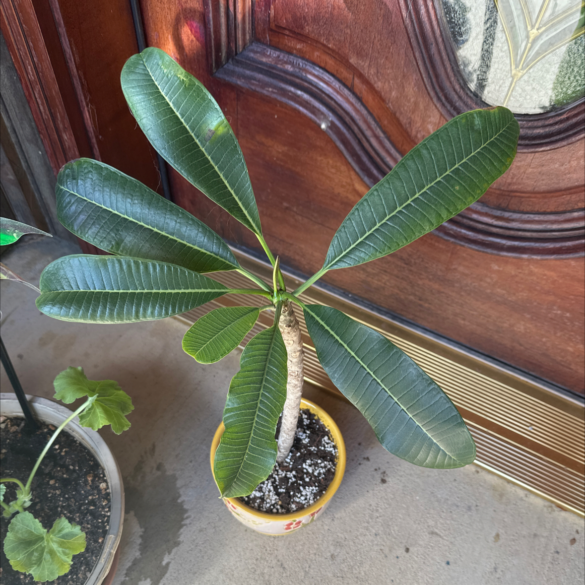 Potted Red Frangipani plant with large green leaves, well-framed and in focus.