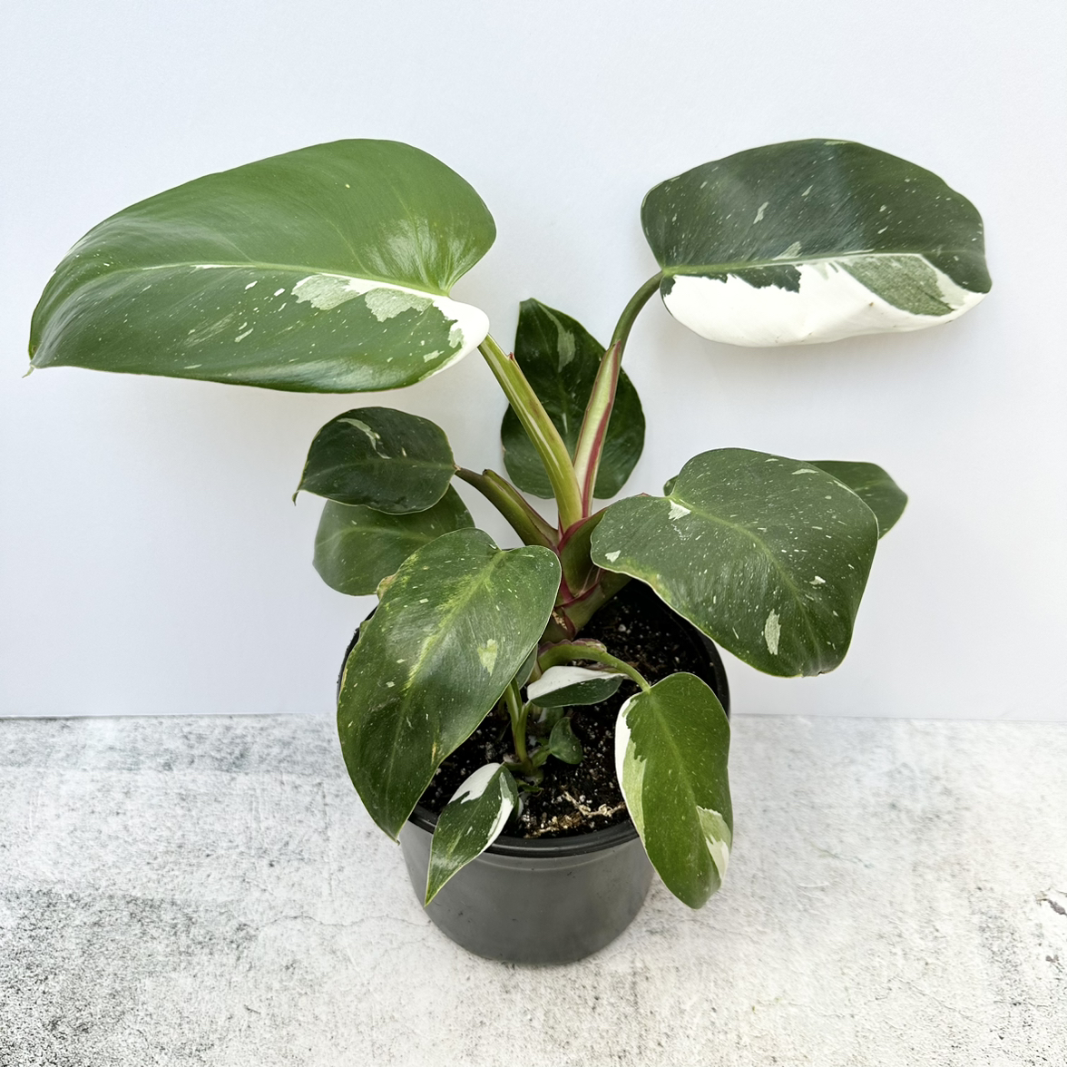 Philodendron 'White Princess' plant with variegated leaves in a pot, well-framed and in focus.