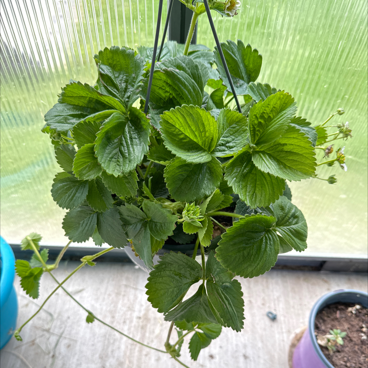 Healthy California Strawberry plant in a hanging pot with vibrant green leaves.