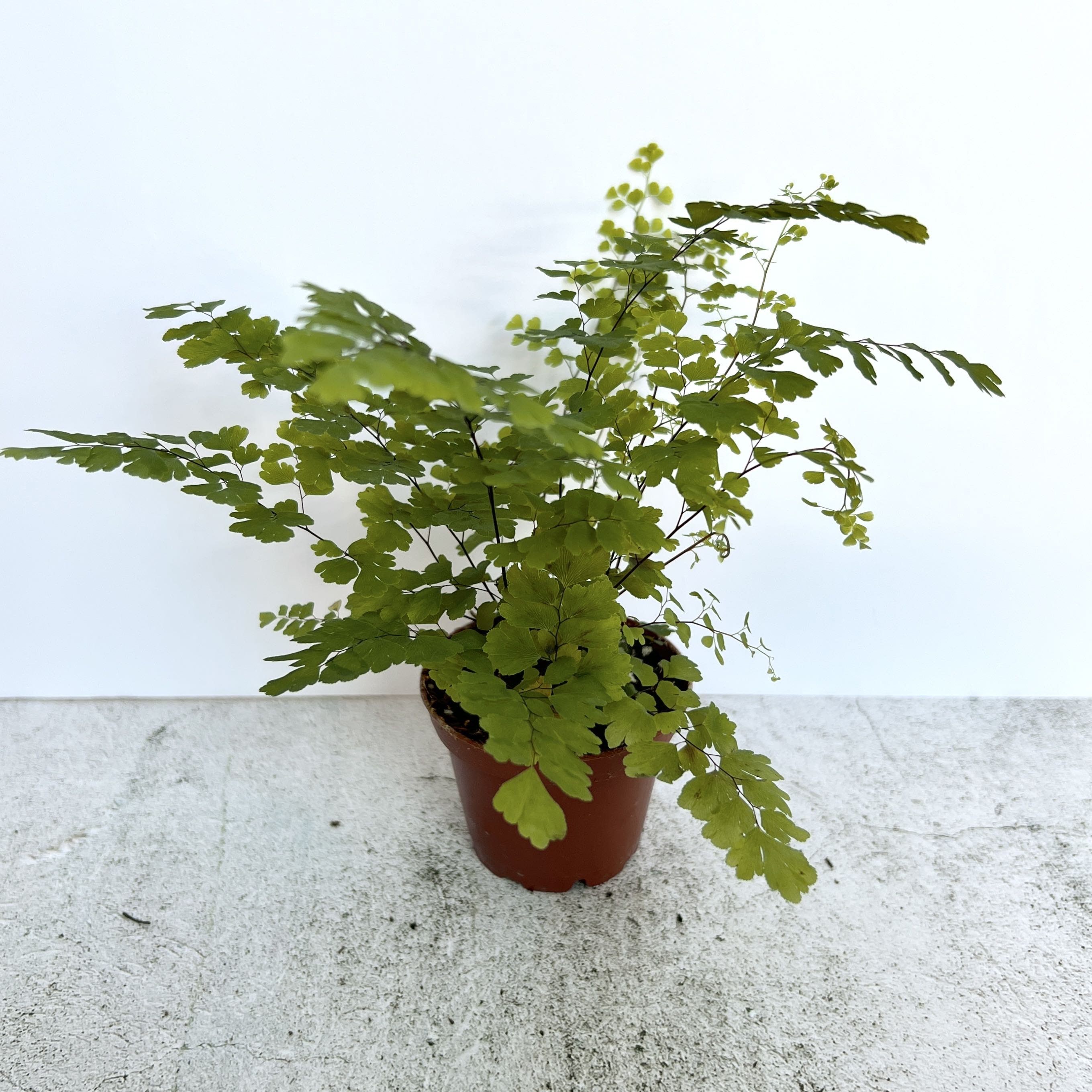 Pacific Maidenhair Fern in a small pot with healthy green leaves.