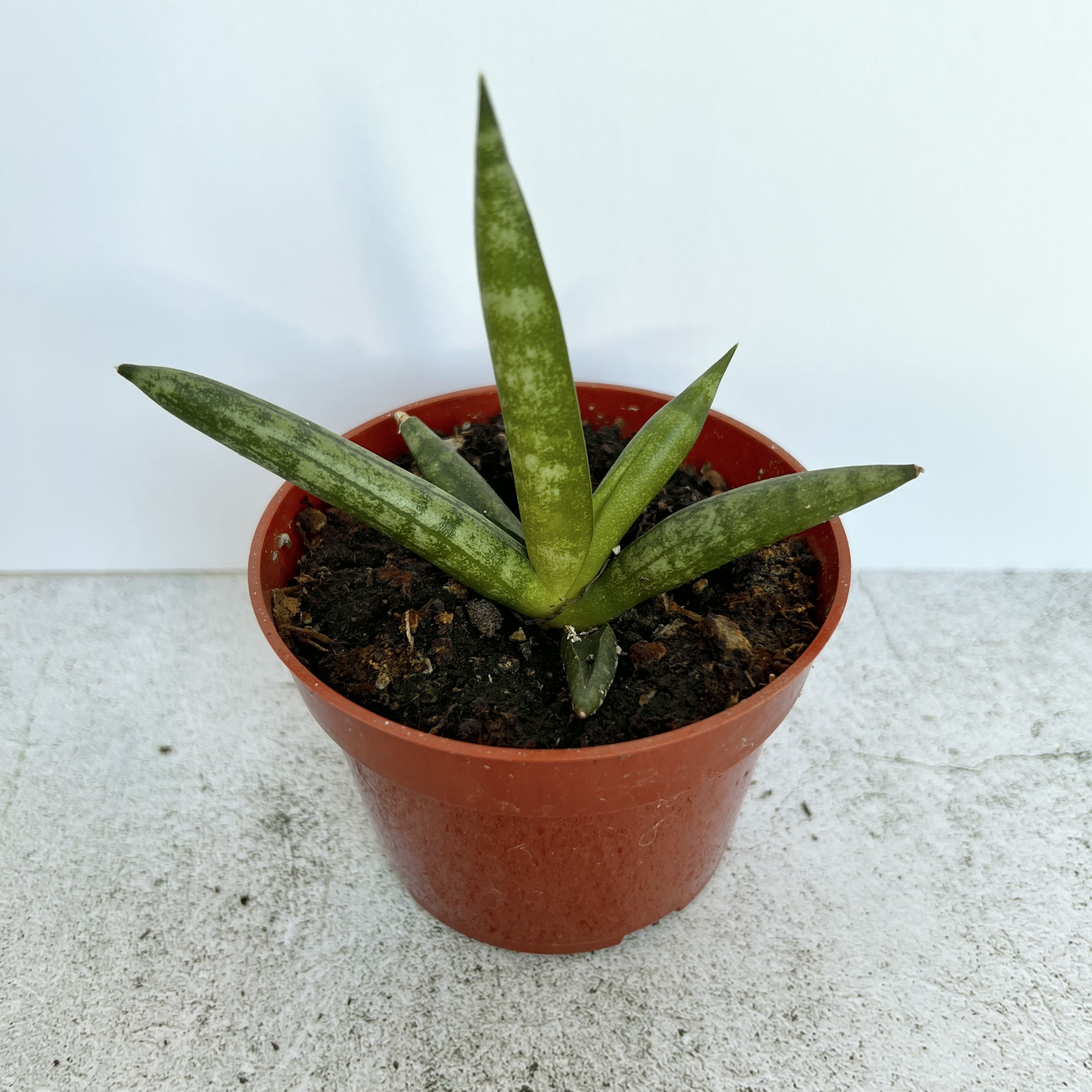 Starfish Snake Plant in a small red pot with visible soil.