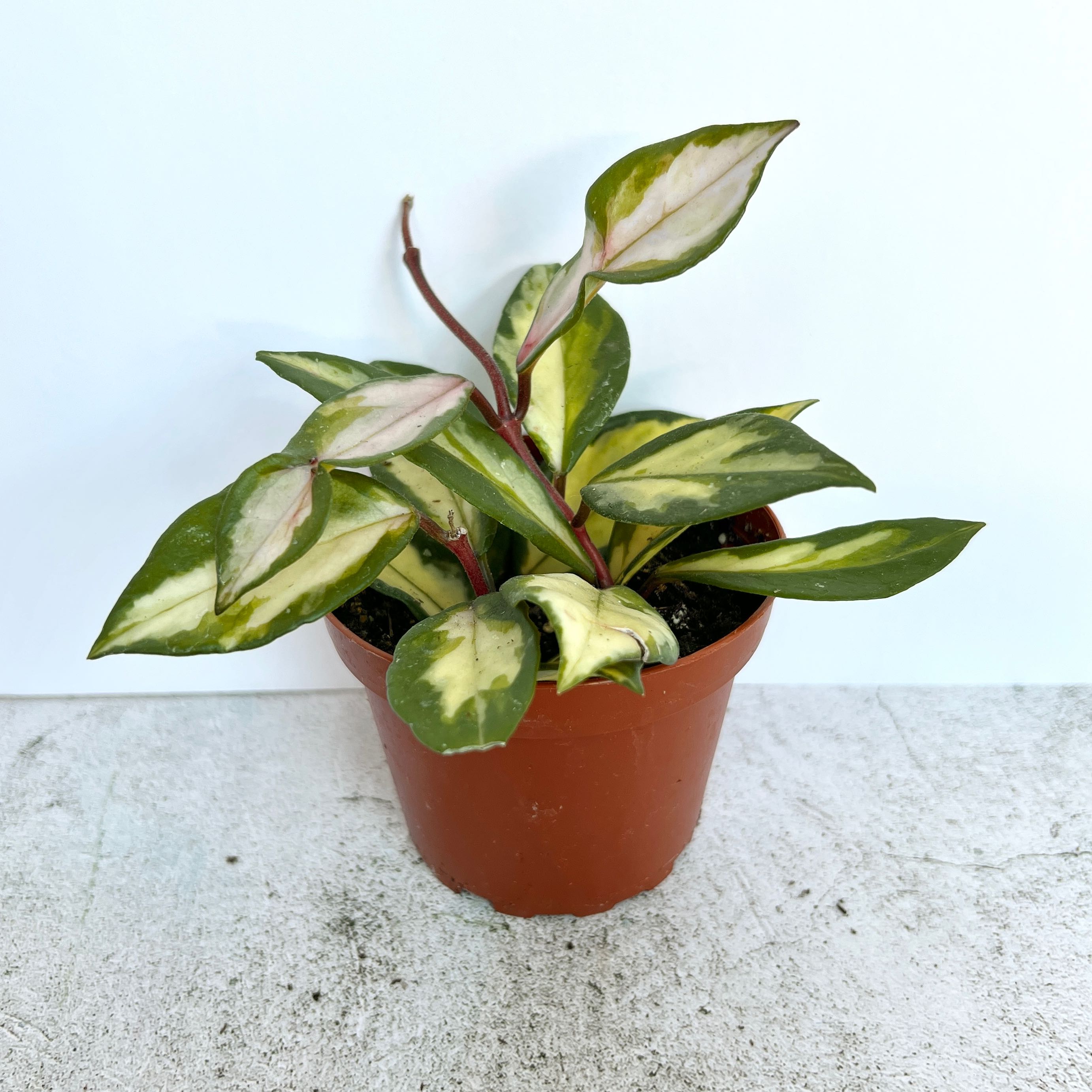 Photo of the plant species Krimson Princess Hoya by @SophiesPlantShop named *4” Hoya Princess* on Greg, the plant care app