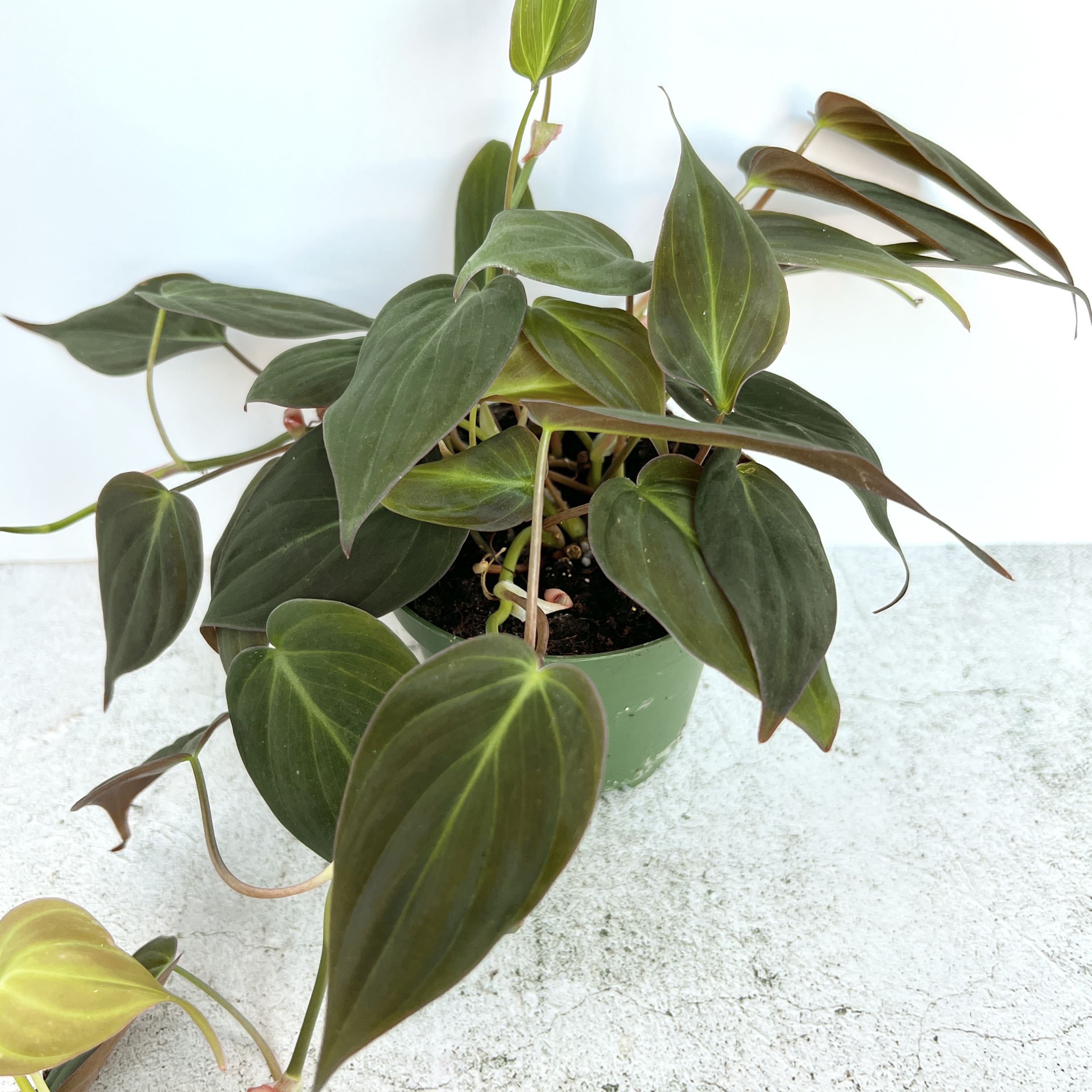 Photo of the plant species Philodendron Micans by @SophiesPlantShop named *4” Micans* on Greg, the plant care app
