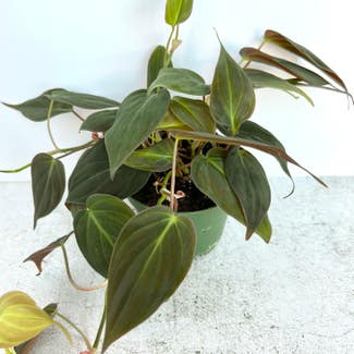 Philodendron Micans plant in Reno, Nevada