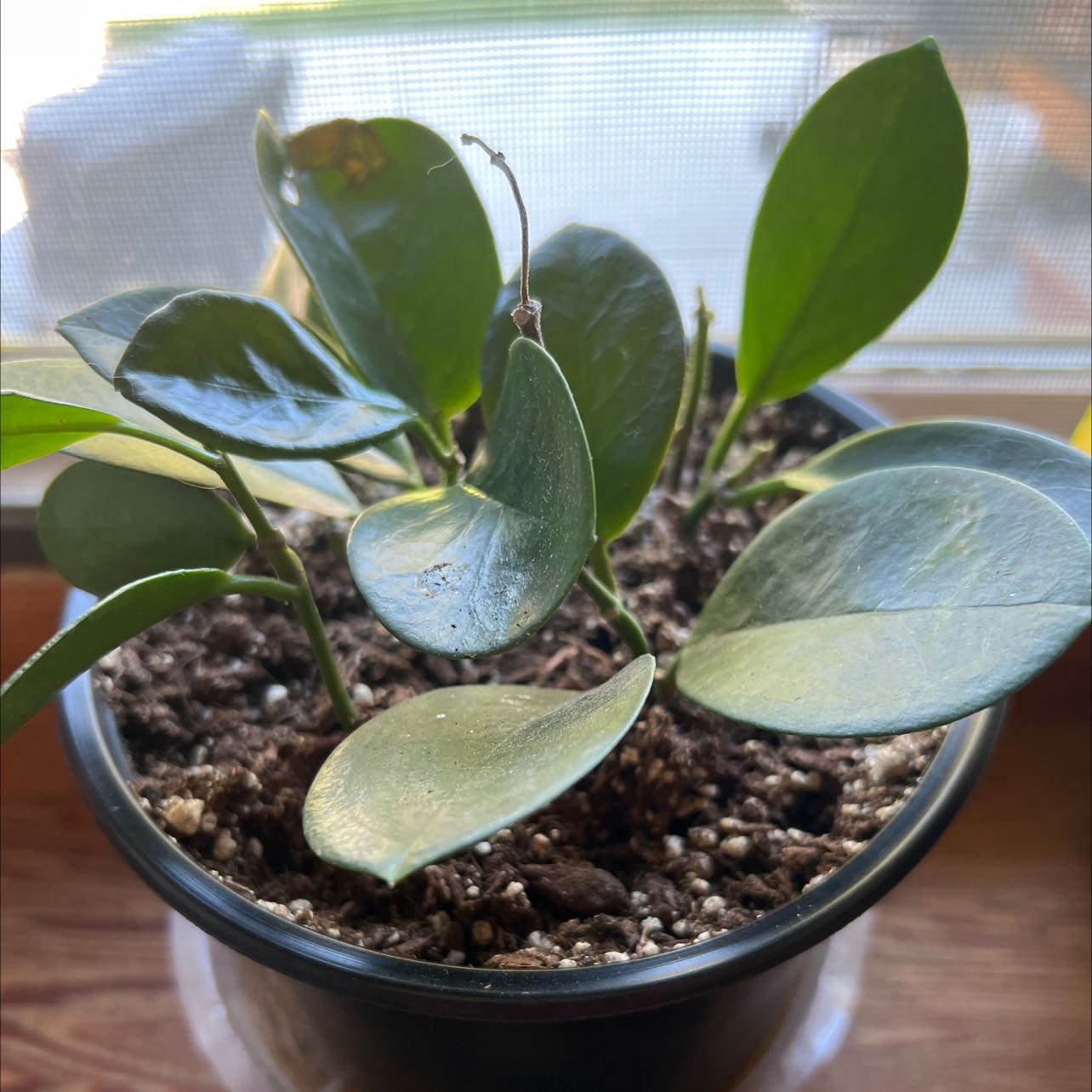 Waxvine plant in a pot with visible soil and healthy green leaves.