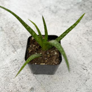 Aloe Vera plant in Reno, Nevada
