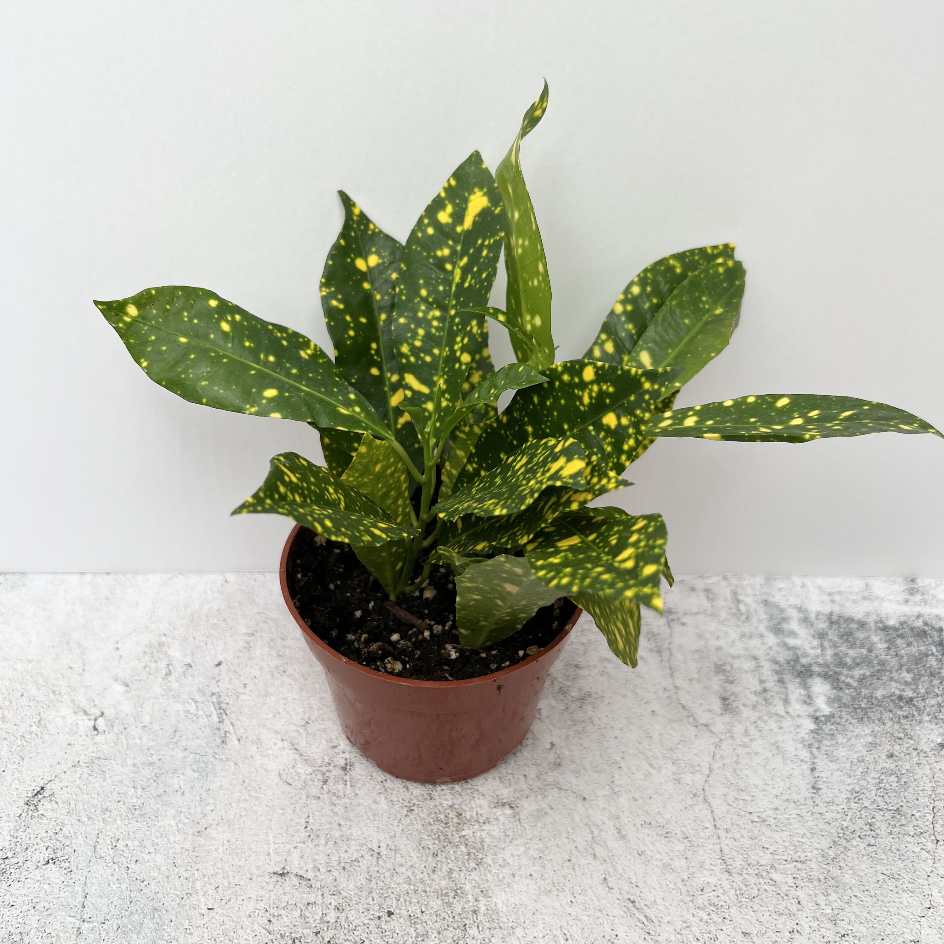 Potted Japanese Laurel plant with glossy variegated leaves, no visible health issues, well-framed against plain background.