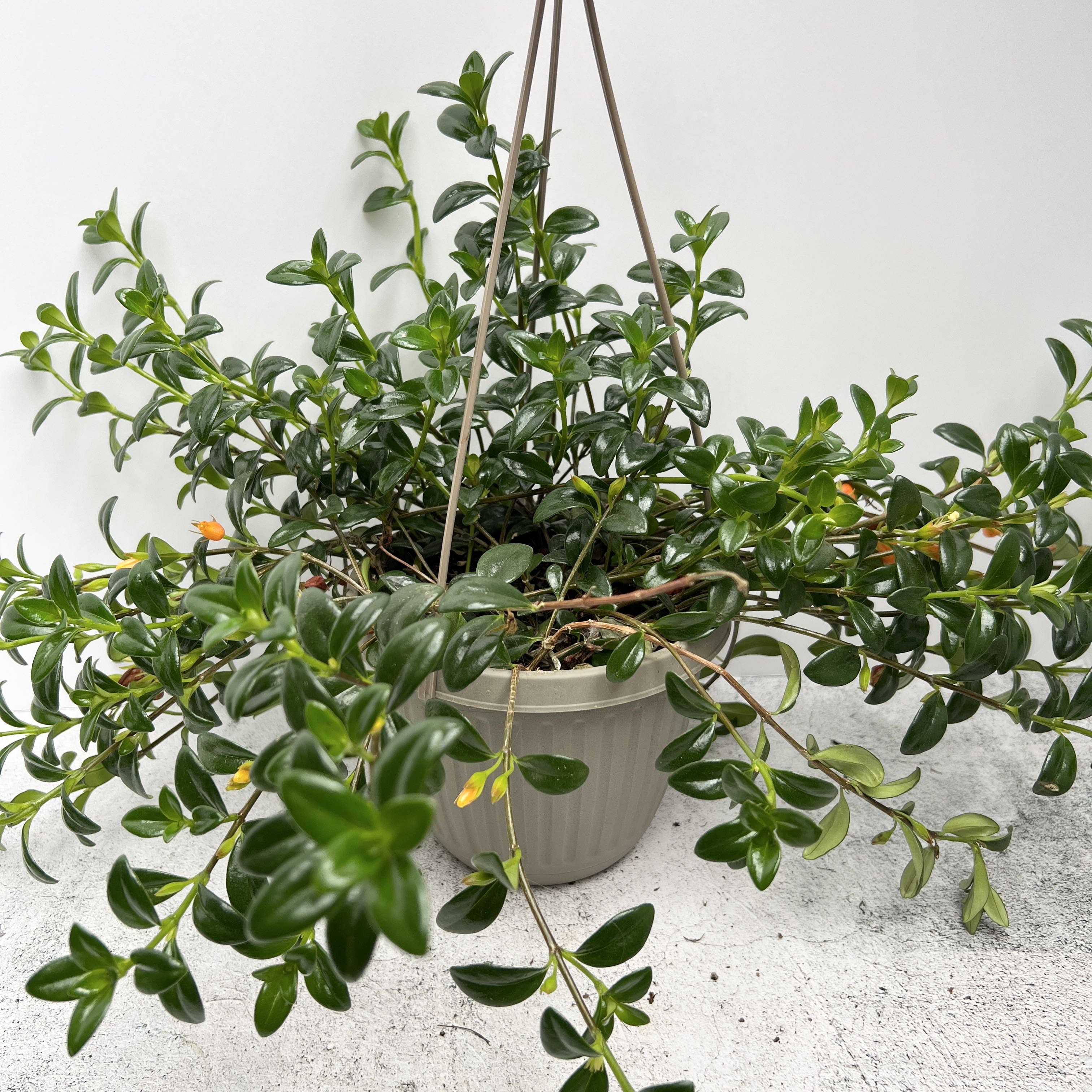 Goldfish Plant in a hanging pot with glossy green leaves and small orange flowers.