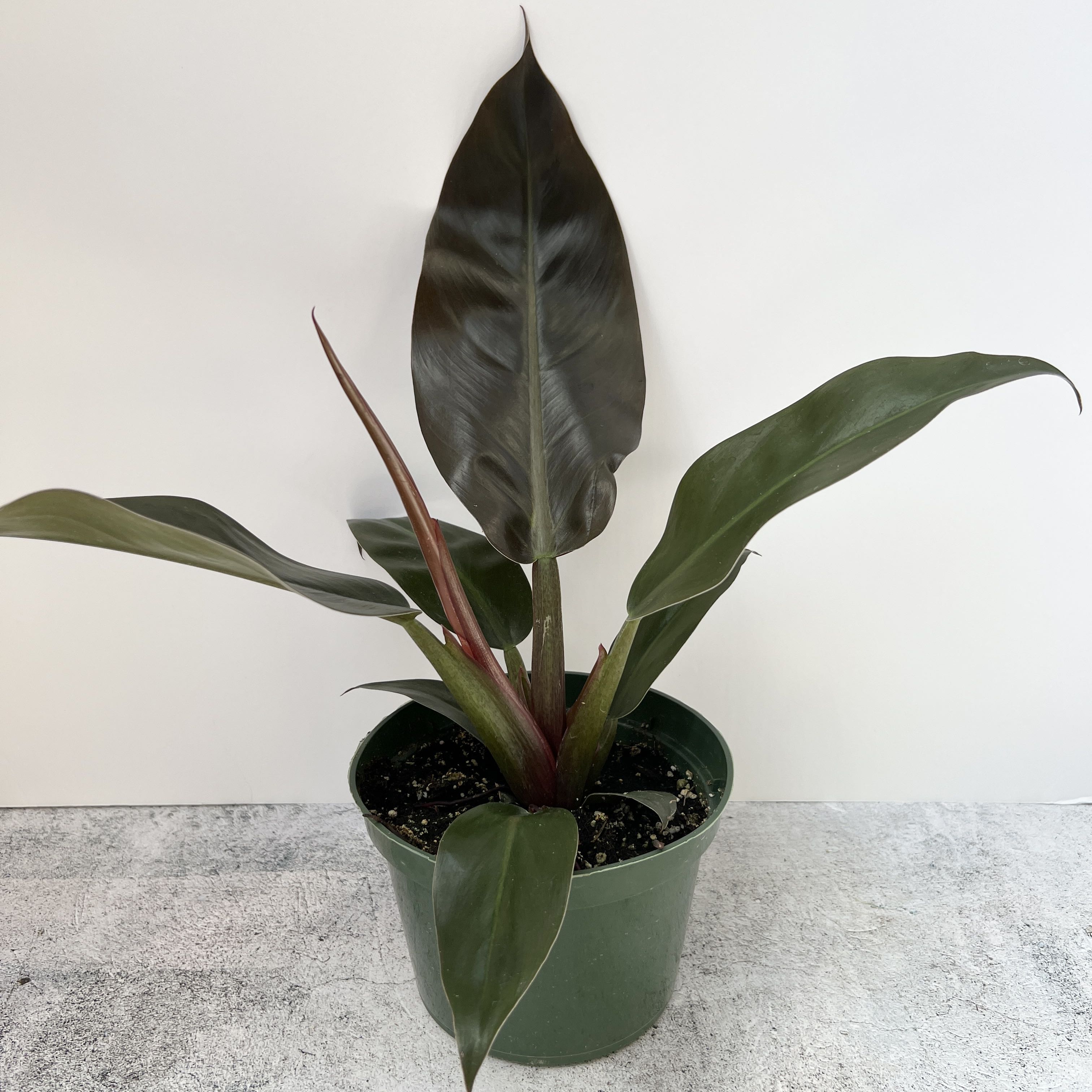 Philodendron 'Black Cardinal' in a green pot with dark, glossy leaves.