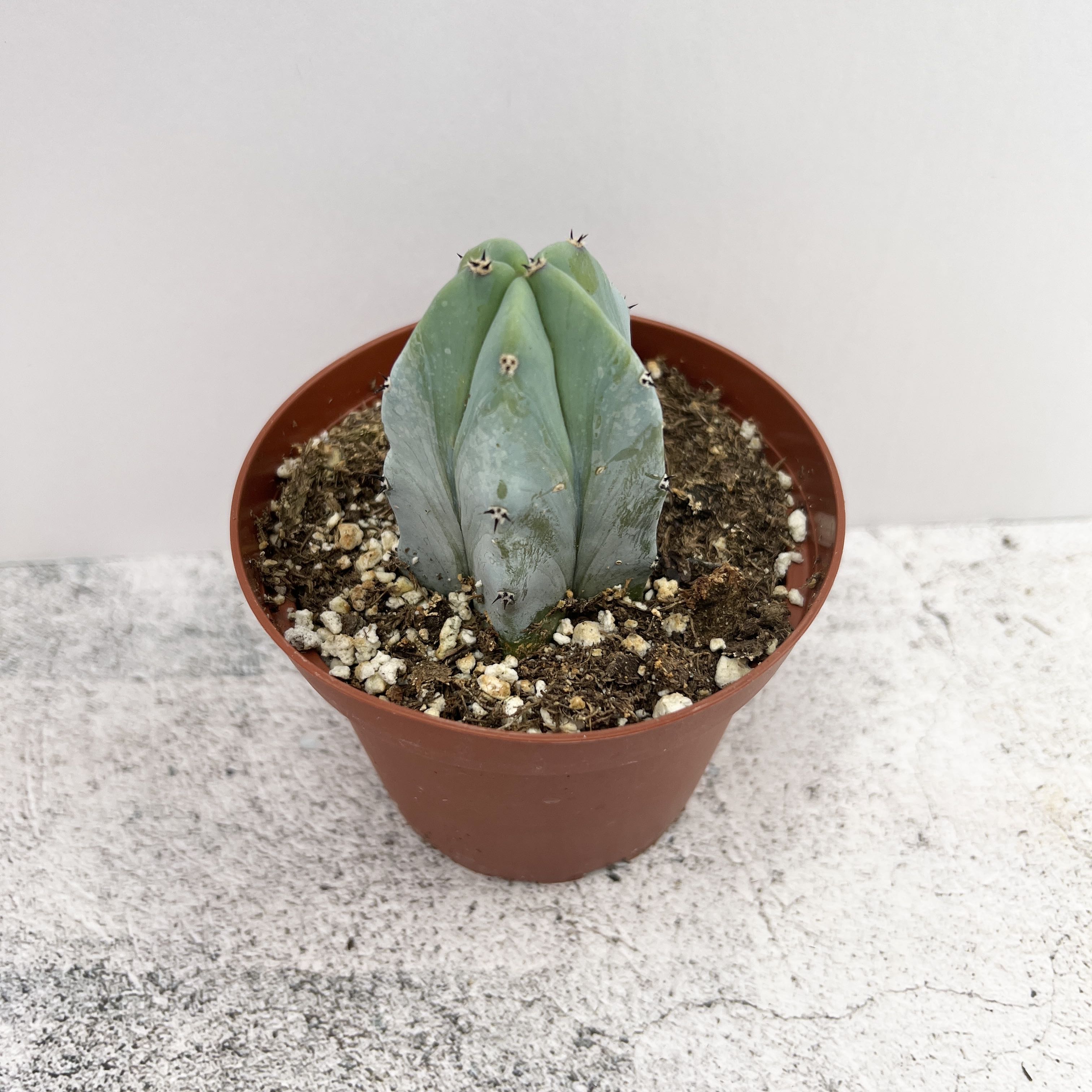 Blue Myrtle Cactus in a brown pot with visible soil, appears healthy.