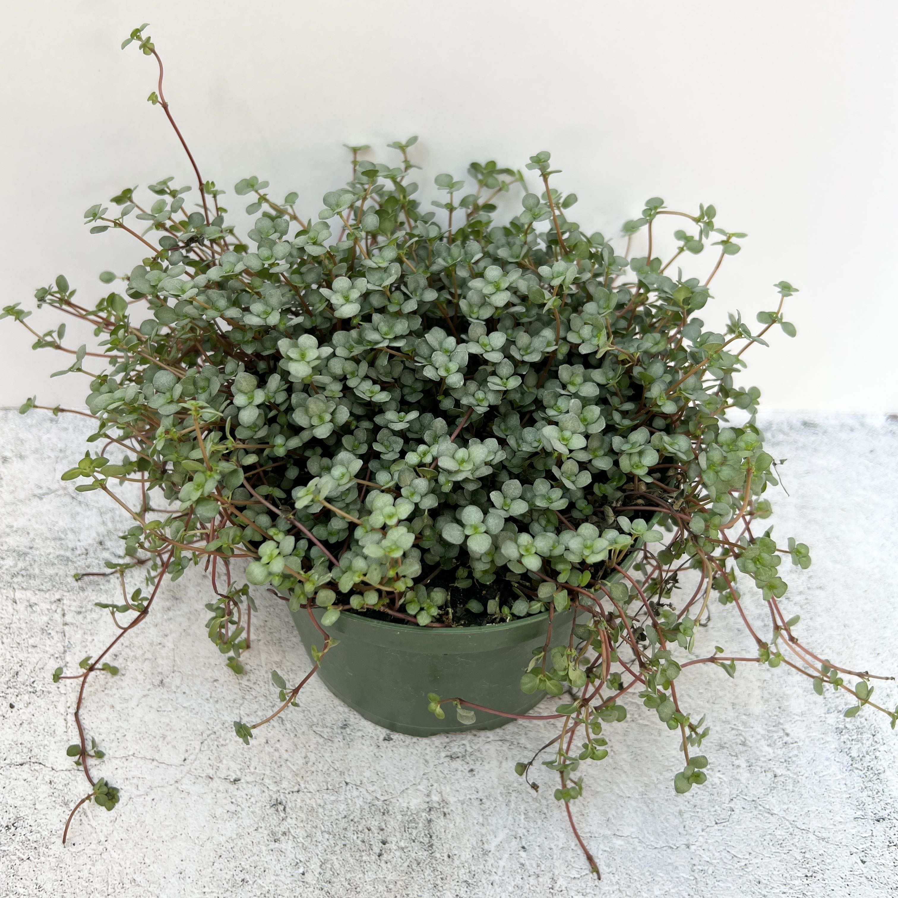 Pilea 'Aquamarine' plant in a pot, healthy with densely packed small round leaves.