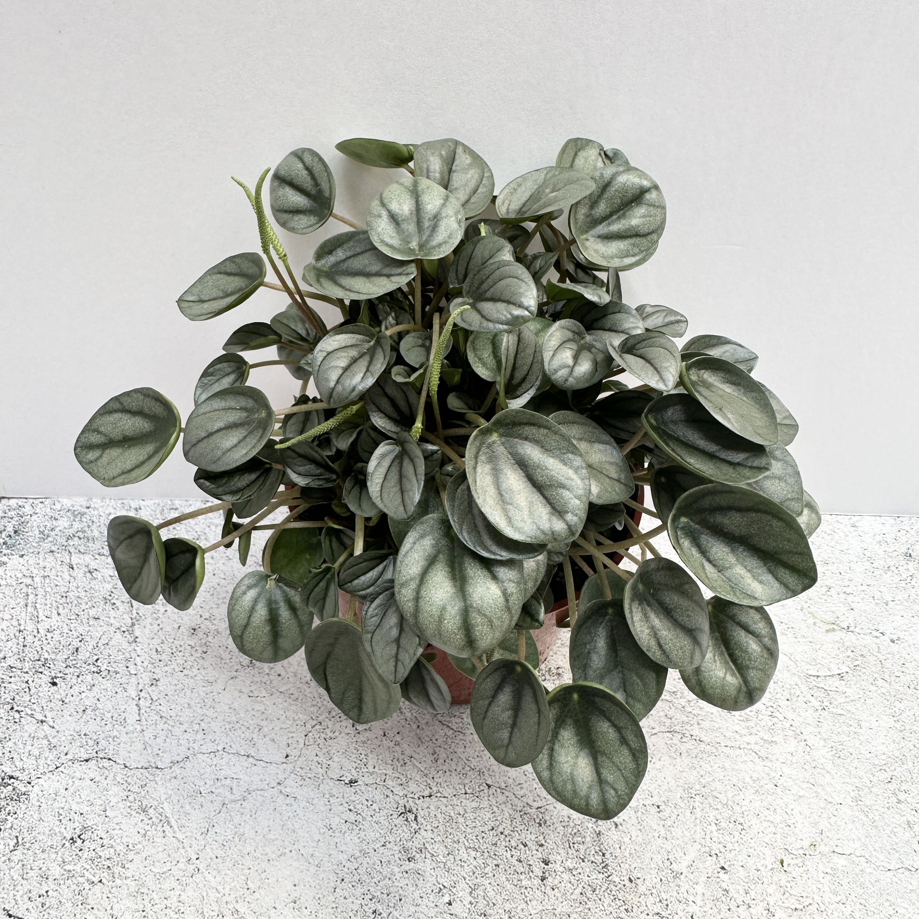 Healthy Silver Frost Peperomia plant with silver-green leaves.