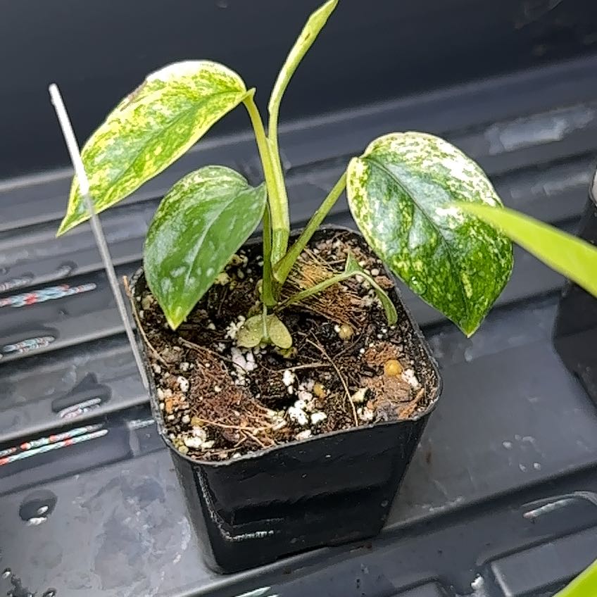 Marble Epipremnum Pinnatum plant in a small black pot with variegated leaves.