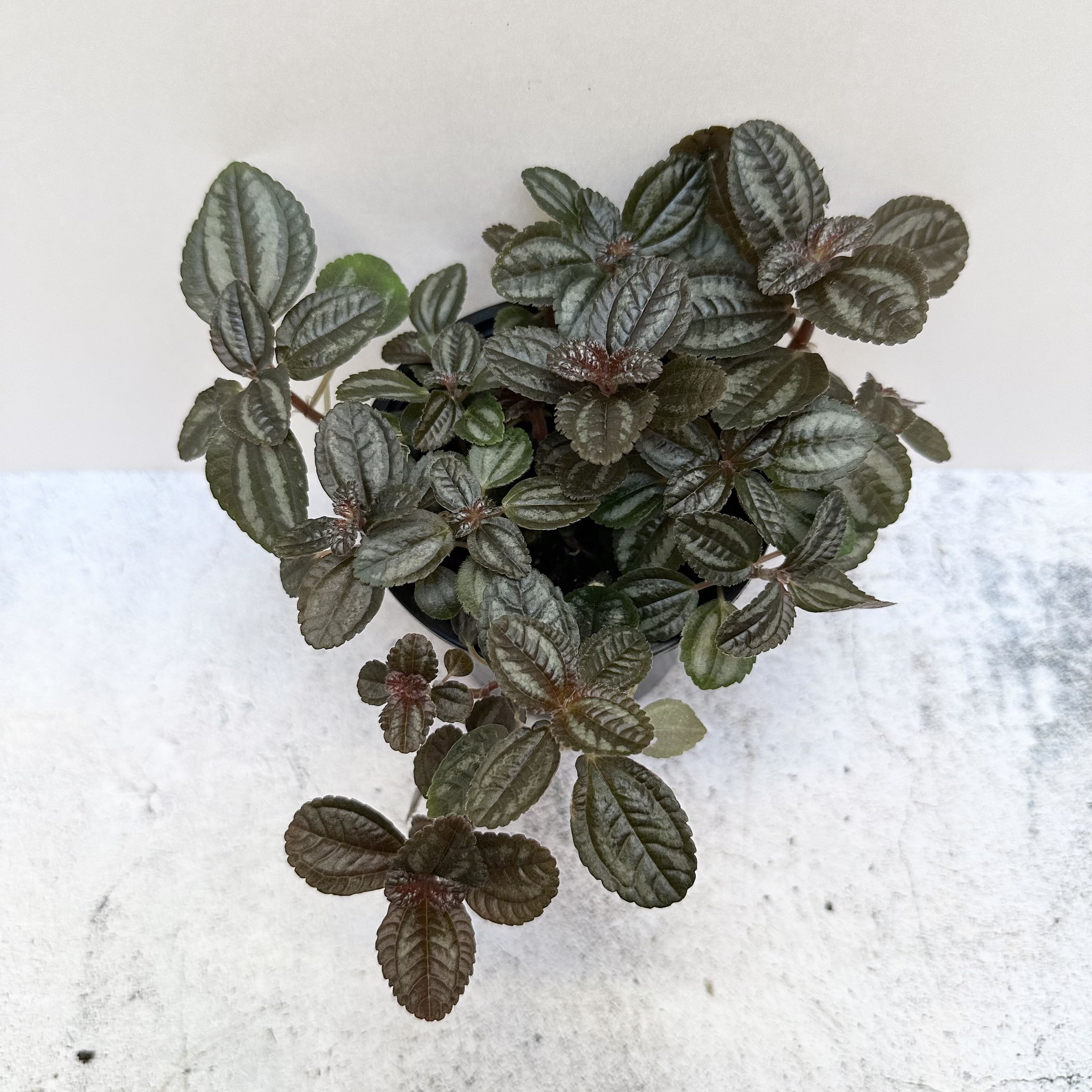 Pilea involucrata 'Norfolk' plant with dark green, textured leaves.